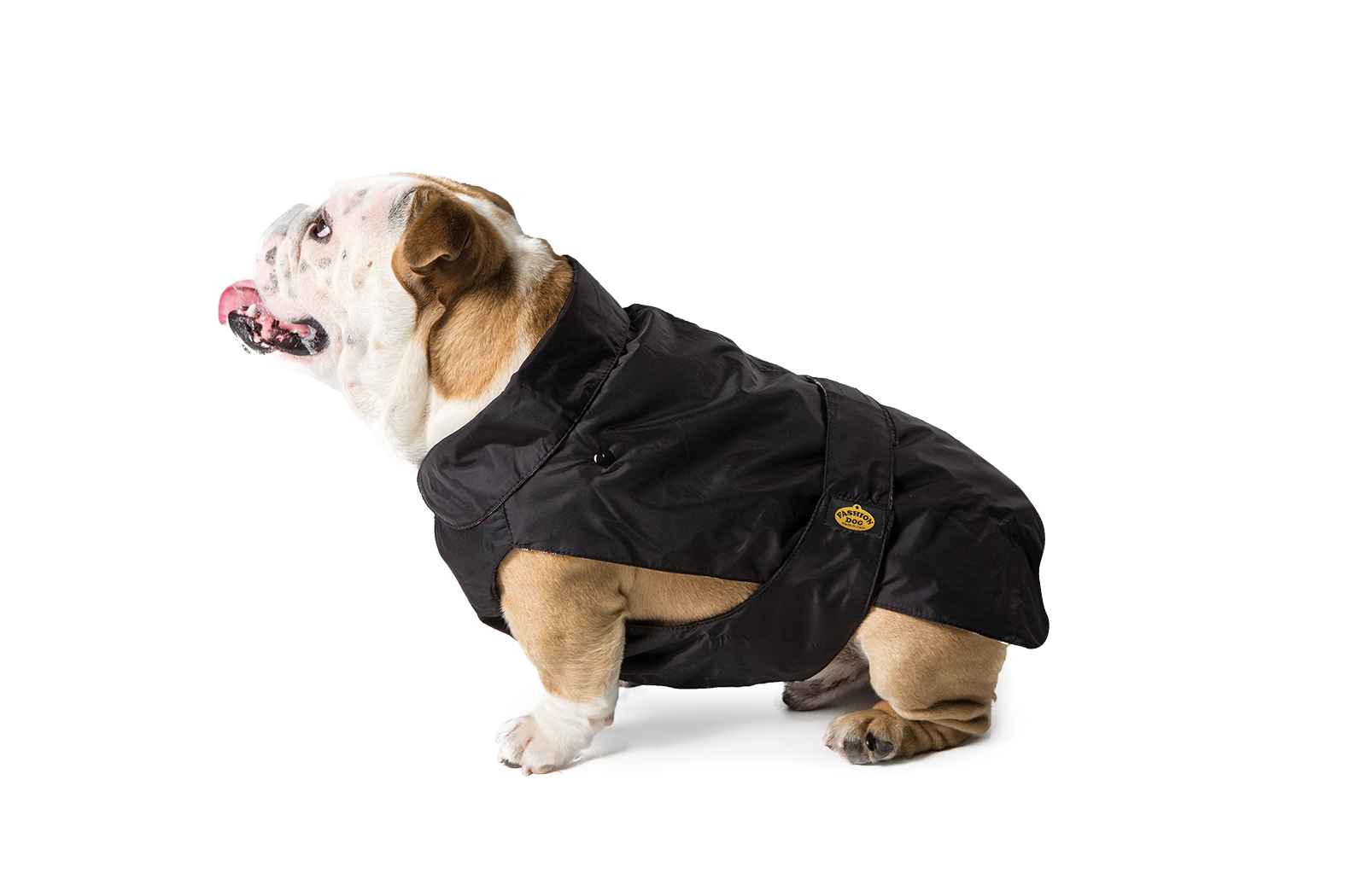 Cappotto impermeabile con imbottitura staccabile bulldog inglese